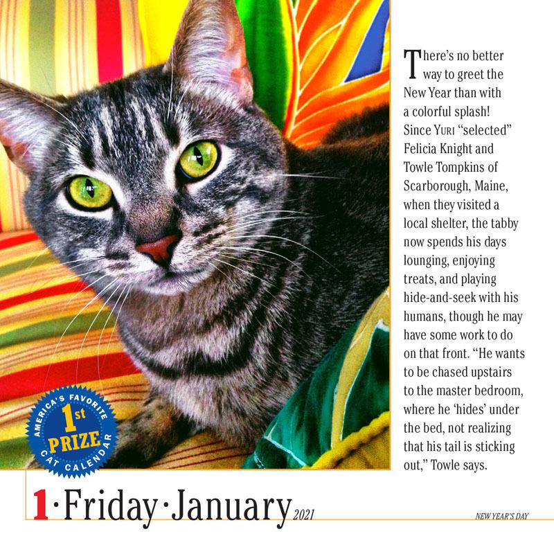 2021 Calendar 365 Cats PageADay Boxed by Workman W08594 9781523508594
