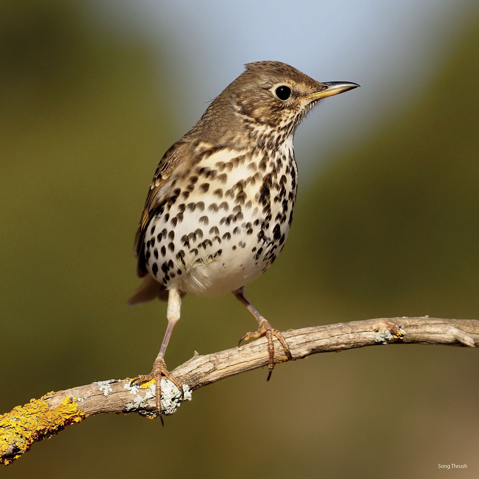 Moleskine Calendar 2023 2023 Calendar Birds Square Wall by The Gifted Stationery GSC21902 The Gifted Stationery Co Ltd