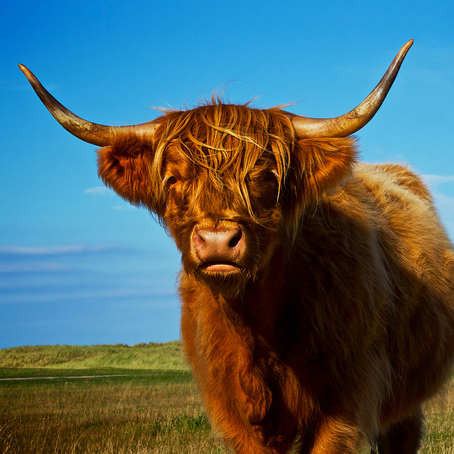 Baby Highland Cow Calendar 2025