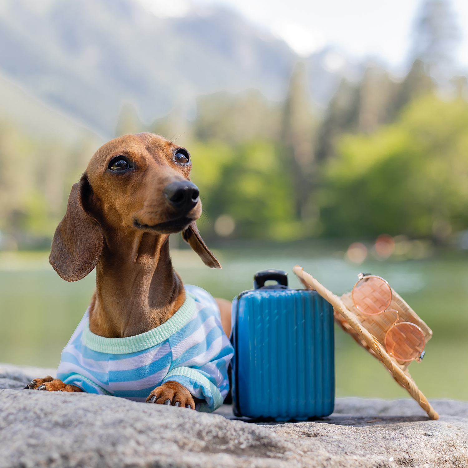 2020 Sausage Dogs Square Wall Calendar by Paper Pocket 81308 SOLD OUT