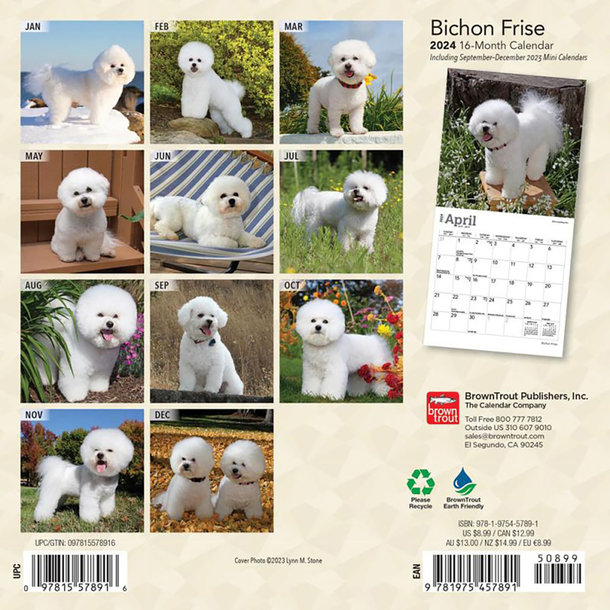 Bichon Frise 2024 16Month Mini Wall Calendar by Browntrout