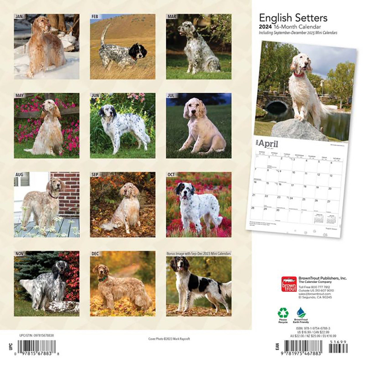 English Setters 2024 16Month Square Wall Calendar by Browntrout