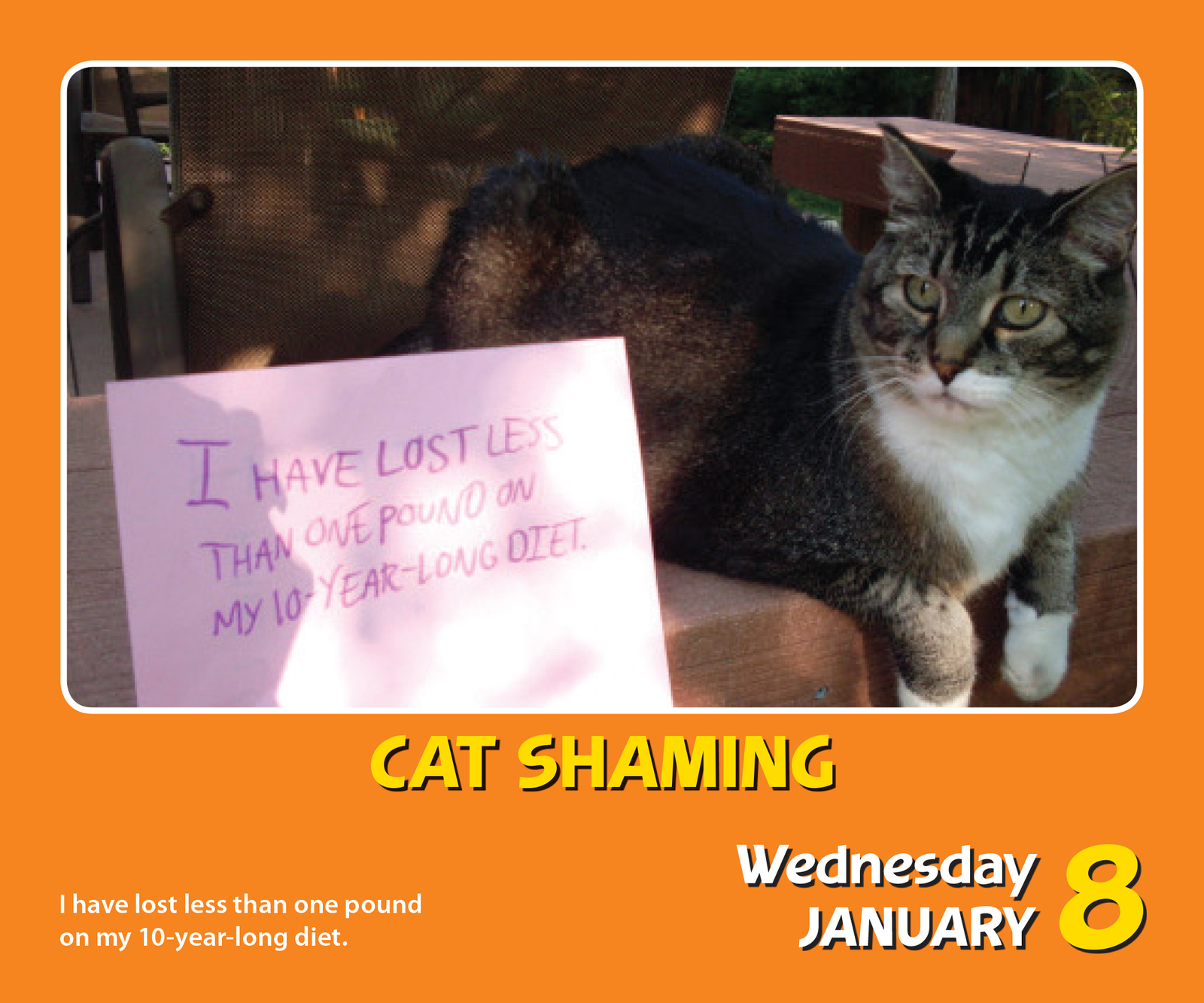 cat-shaming-2020-day-to-day-boxed-calendar-andrews-mcmeel-publishing