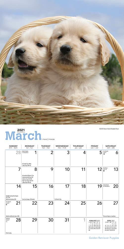 2021 Calendar Golden Retriever Puppies Mini Wall by Browntrout BT21663 2021 Calendar Golden Retriever Puppies Mini Wall by Browntrout BT21663