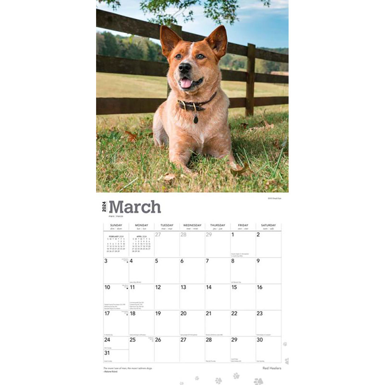 Red Heelers 2024 16Month Square Wall Calendar by Browntrout