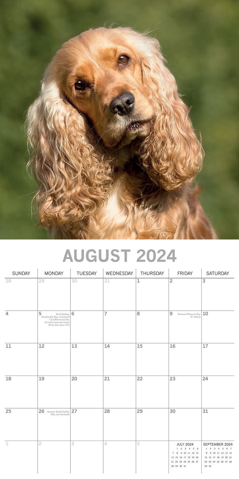 2024 Calendar Cocker Spaniels Square Wall by The Gifted Stationery