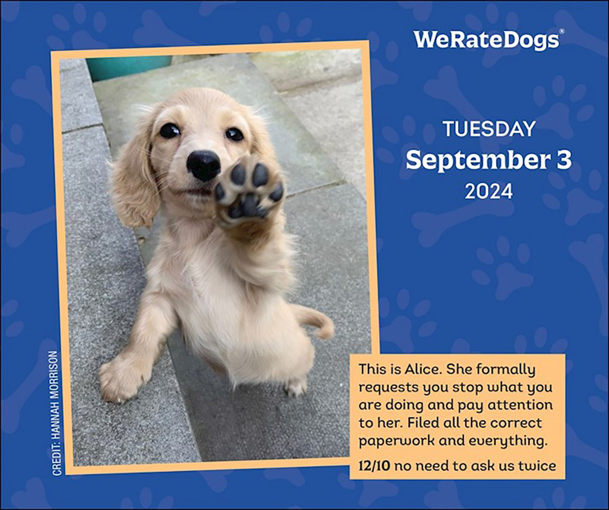 WeRateDogs 2024 DaytoDay Boxed Calendar by Matt Nelson
