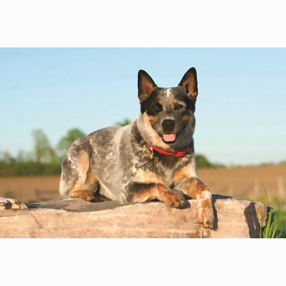 Dog Breed Doormat By Browntrout 68x45cm Blue Heelers Free
