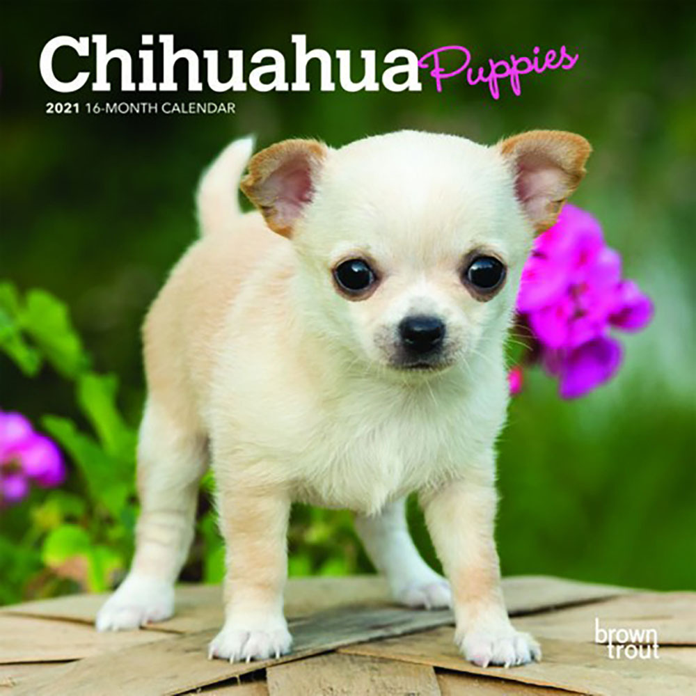 2021 Calendar Chihuahua Puppies Mini Wall by Browntrout BT21632