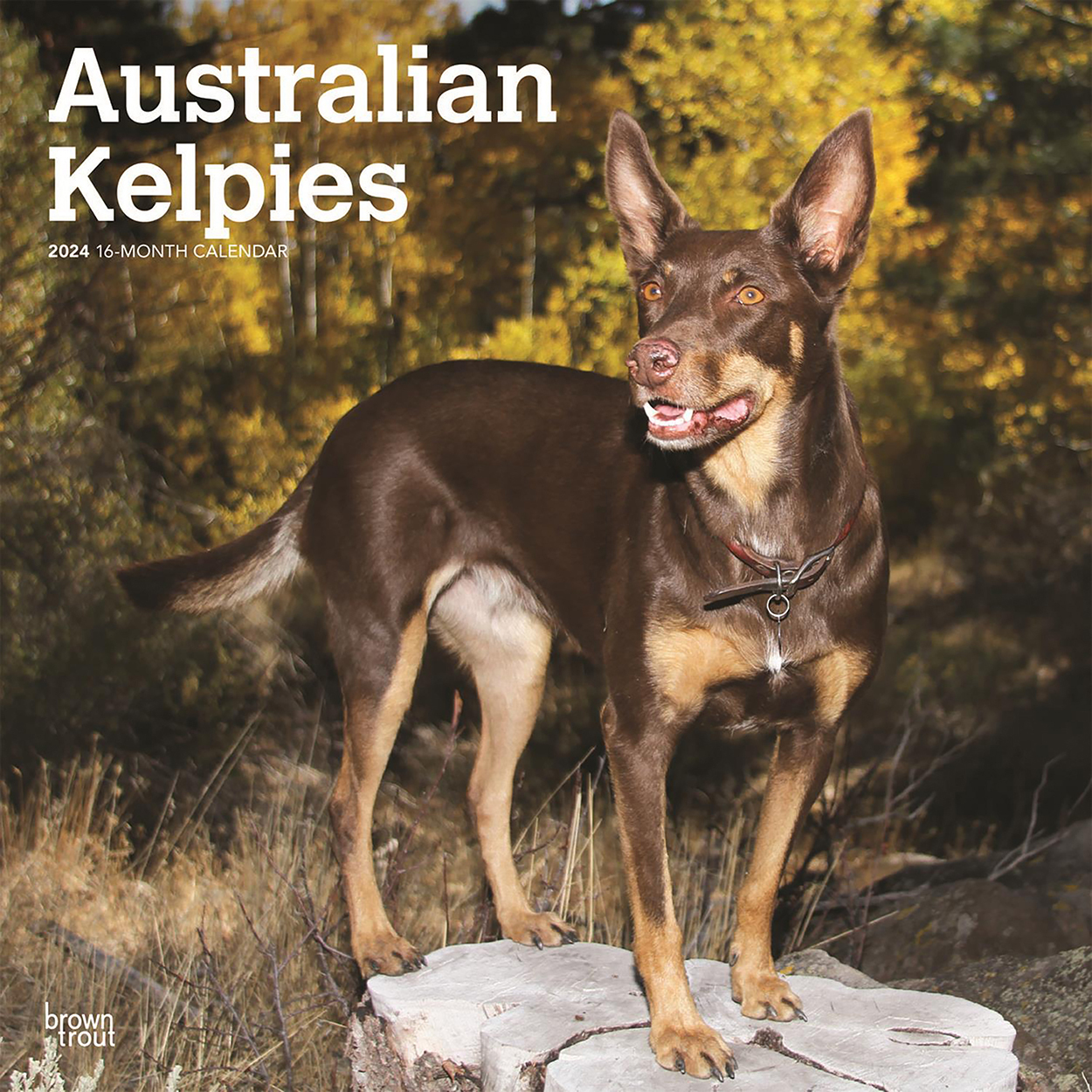 Australian Kelpies 2024 16Month Square Wall Calendar by Browntrout