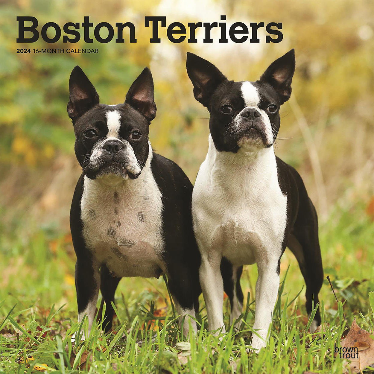Boston Terries 2024 16 Month Square Wall Calendar By Browntrout boston-terries-2024-16-month-square-wall-calendar-by-browntrout