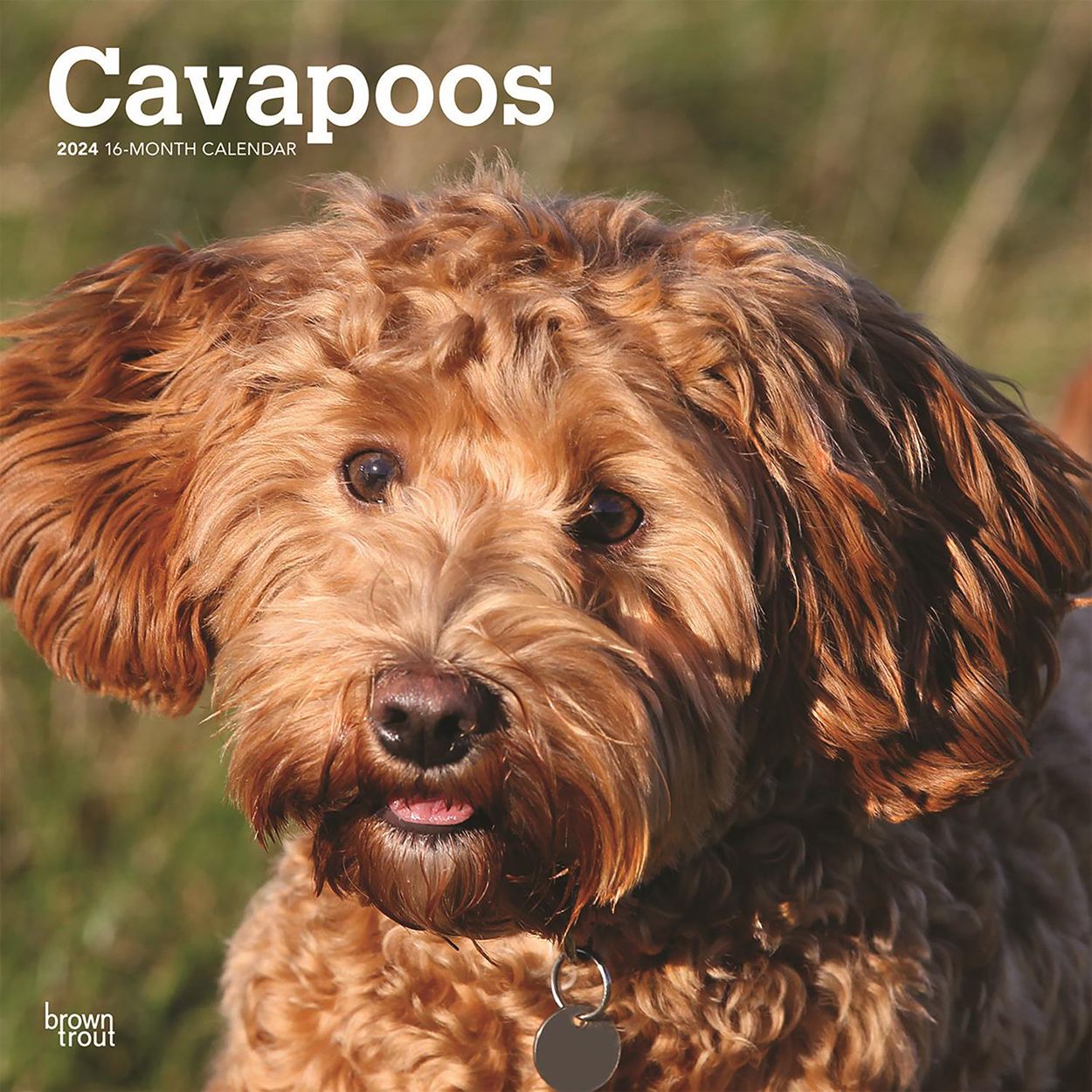 Australian cavapoo sales