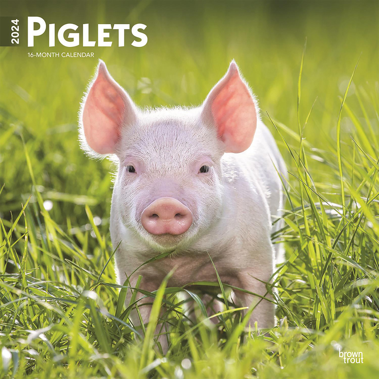 Piglets 2024 16Month Square Wall Calendar by Browntrout