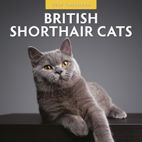 2027 16-Month Calendar British Shorthair Cats Square Wall, Red Robin RR271011