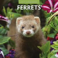 2027 16-Month Calendar Ferrets Square Wall, Red Robin RR271026