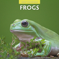 2027 16-Month Calendar Frogs Square Wall, Red Robin RR271027