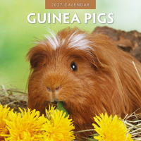 2027 16-Month Calendar Guinea Pigs Square Wall, Red Robin RR271031