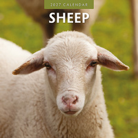 2027 16-Month Calendar Sheep Square Wall, Red Robin RR271050