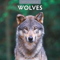2027 16-Month Calendar Wolves Square Wall, Red Robin RR271057
