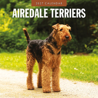 2027 16-Month Calendar Airedale Terriers Square Wall, Red Robin RR271173