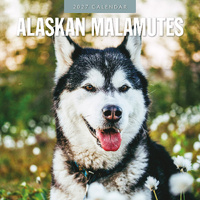 2027 16-Month Calendar Alaskan Malamutes Square Wall, Red Robin RR271175