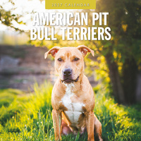 2027 16-Month Calendar American Pit Bull Terriers Square Wall, Red Robin RR271176
