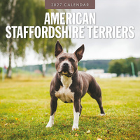 2027 16-Month Calendar American Staffordshire Terriers Square Wall, Red Robin RR271177