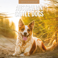 2027 16-Month Calendar Australian Cattle Dogs Square Wall, Red Robin RR271178