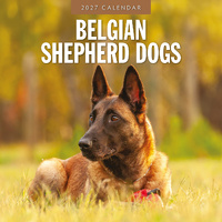 2027 16-Month Calendar Belgian Shepherd Dogs Square Wall, Red Robin RR271184