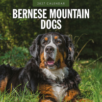2027 16-Month Calendar Bernese Mountain Dogs Square Wall, Red Robin RR271185