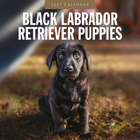 2027 16-Month Calendar Black Labrador Retriever Puppies Square Wall, Red Robin RR271187