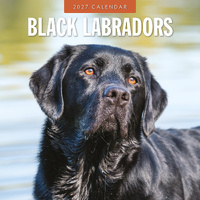 2027 16-Month Calendar Black Labradors Square Wall, Red Robin RR271188