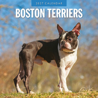 2027 16-Month Calendar Boston Terriers Square Wall, Red Robin RR271193