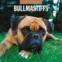2027 16-Month Calendar Bullmastiffs Square Wall, Red Robin RR271199