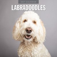 2027 16-Month Calendar Labradoodles Square Wall, Red Robin RR271235
