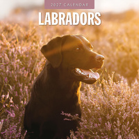 2027 16-Month Calendar Labradors Square Wall, Red Robin RR271237