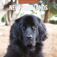 2027 16-Month Calendar Newfoundlands Square Wall, Red Robin RR271244