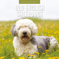 2027 16-Month Calendar Old English Sheepdogs Square Wall, Red Robin RR271246
