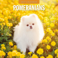 2027 16-Month Calendar Pomeranians Square Wall, Red Robin RR271252