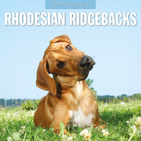 2027 16-Month Calendar Rhodesian Ridgebacks Square Wall, Red Robin RR271255