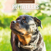 2027 16-Month Calendar Rottweilers Square Wall, Red Robin RR271257