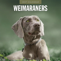 2027 16-Month Calendar Weimaraners Square Wall, Red Robin RR271274