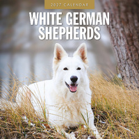 2027 16-Month Calendar White German Shepherds Square Wall, Red Robin RR271279