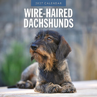 2027 16-Month Calendar Wire-haired Dachshunds Square Wall, Red Robin RR271281