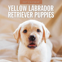 2027 16-Month Calendar Yellow Labrador Retriever Puppies Square Wall, Red Robin RR271282