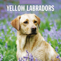 2027 16-Month Calendar Yellow Labradors Square Wall, Red Robin RR271283