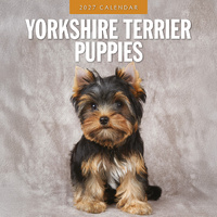 2027 16-Month Calendar Yorkshire Terrier Puppies Square Wall, Red Robin RR271284