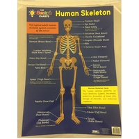The Smart Charts- Educational POSTER - Human Anatomy & Skeleton Double Sided