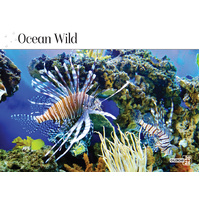2026 Calendar Prestige Ocean Wild 16-Month Horizontal Wall, Bartel CA614