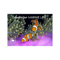2026 Calendar Australian Marine Life Horizontal Wall, Artique 100515